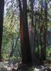 MuirWoods4