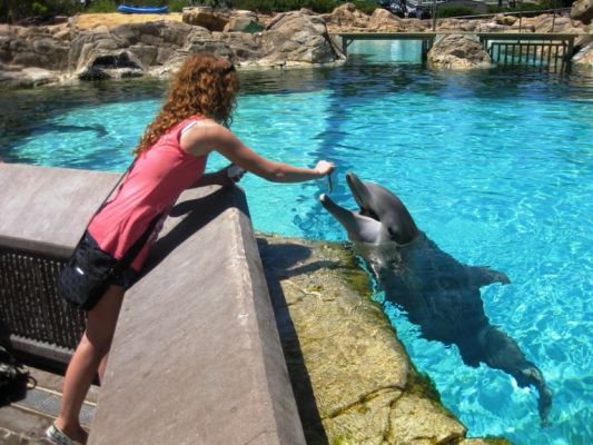 Sea World Delfine
