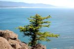 174__Cape_Trail,_Cape_Lookout_State_Park.JPG