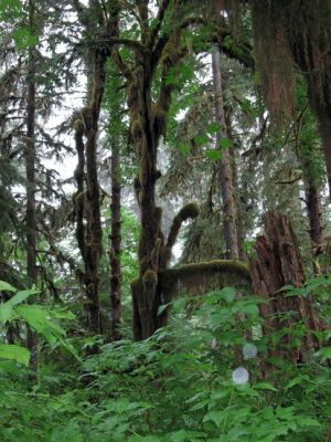 Lake Quinault Regenwald
