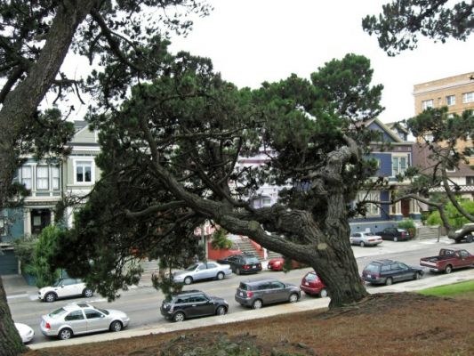 Alamo Square
