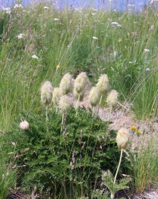 Western Pasqueflower
