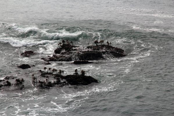 Pigeon Point Seetang
