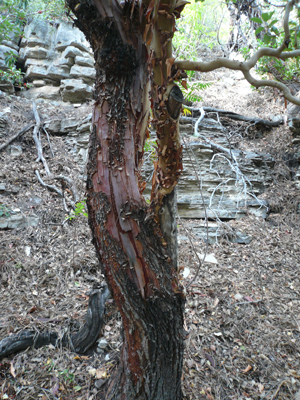 Guadalupe Mtn NP
