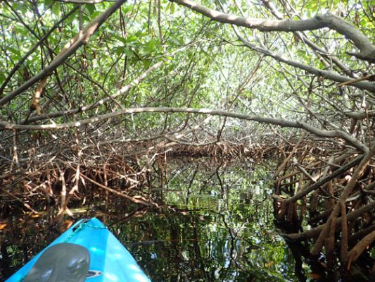 Grand Cayman Kayaktour
