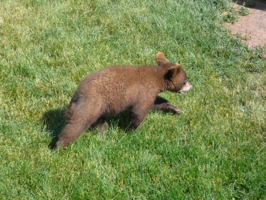 Tierpark Bear Country U.S.A.
