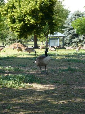 Stadtpark Denver
