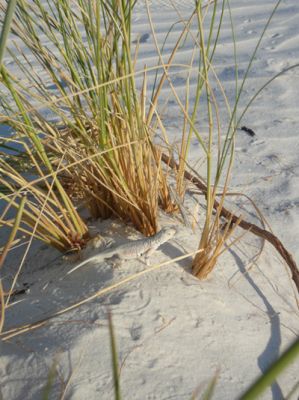 White Sands NM
