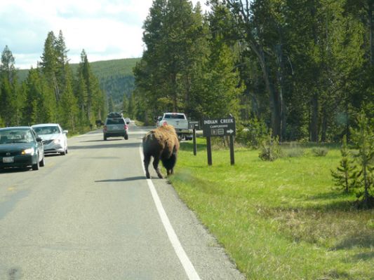 Yellowstone
