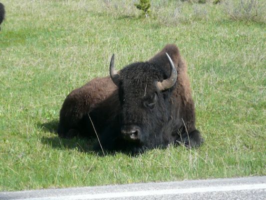 Yellowstone
