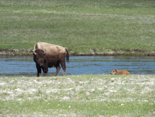 Yellowstone
