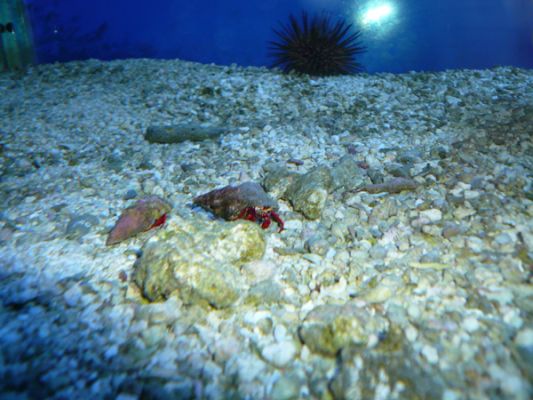 John Pennecamp Coral Reef SP
