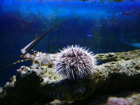 John Pennecamp Coral Reef SP
