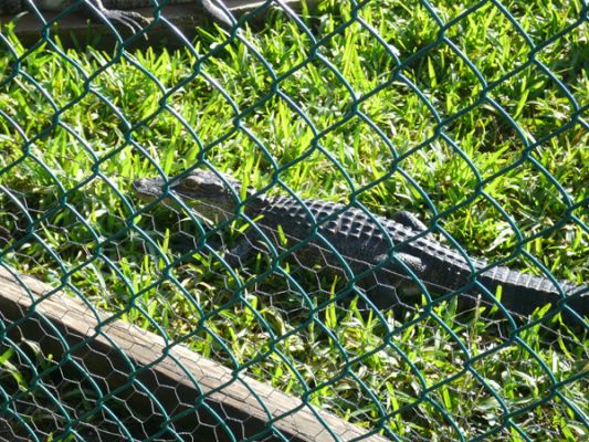 Gatorland
