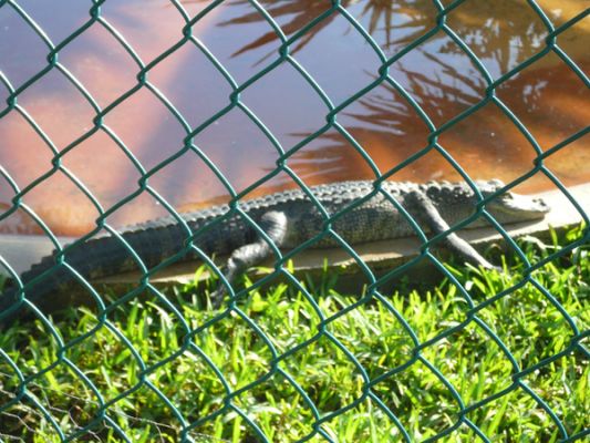 Gatorland
