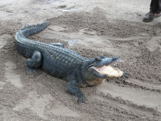 Gatorland
