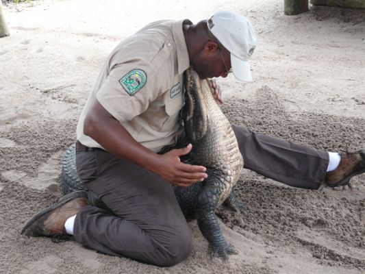 Gatorland
