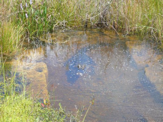 Everglades NP
