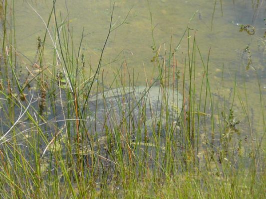 Everglades NP
