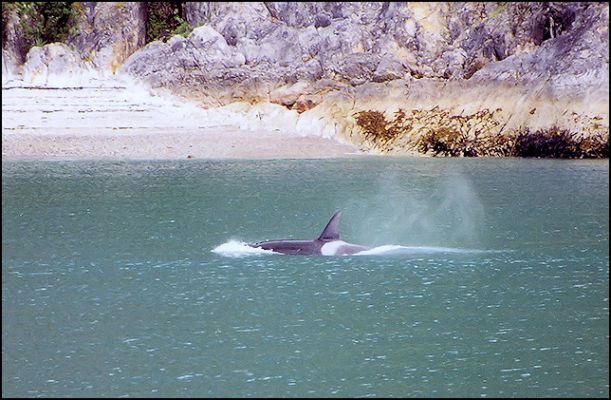 Orca Whale - Glacier Bay National Park
