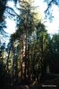 Redwood @ Big Sur