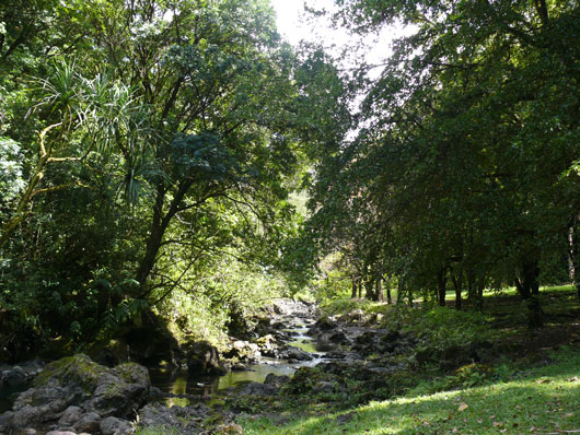 Maui Arboretum Ke'anae
