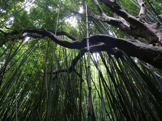 Maui Pipiwai Trail Bamboo Forest
