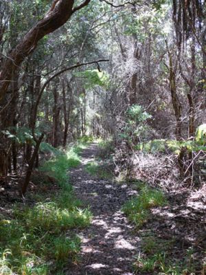 Big Island Volcano Trail to Naupa Crater
